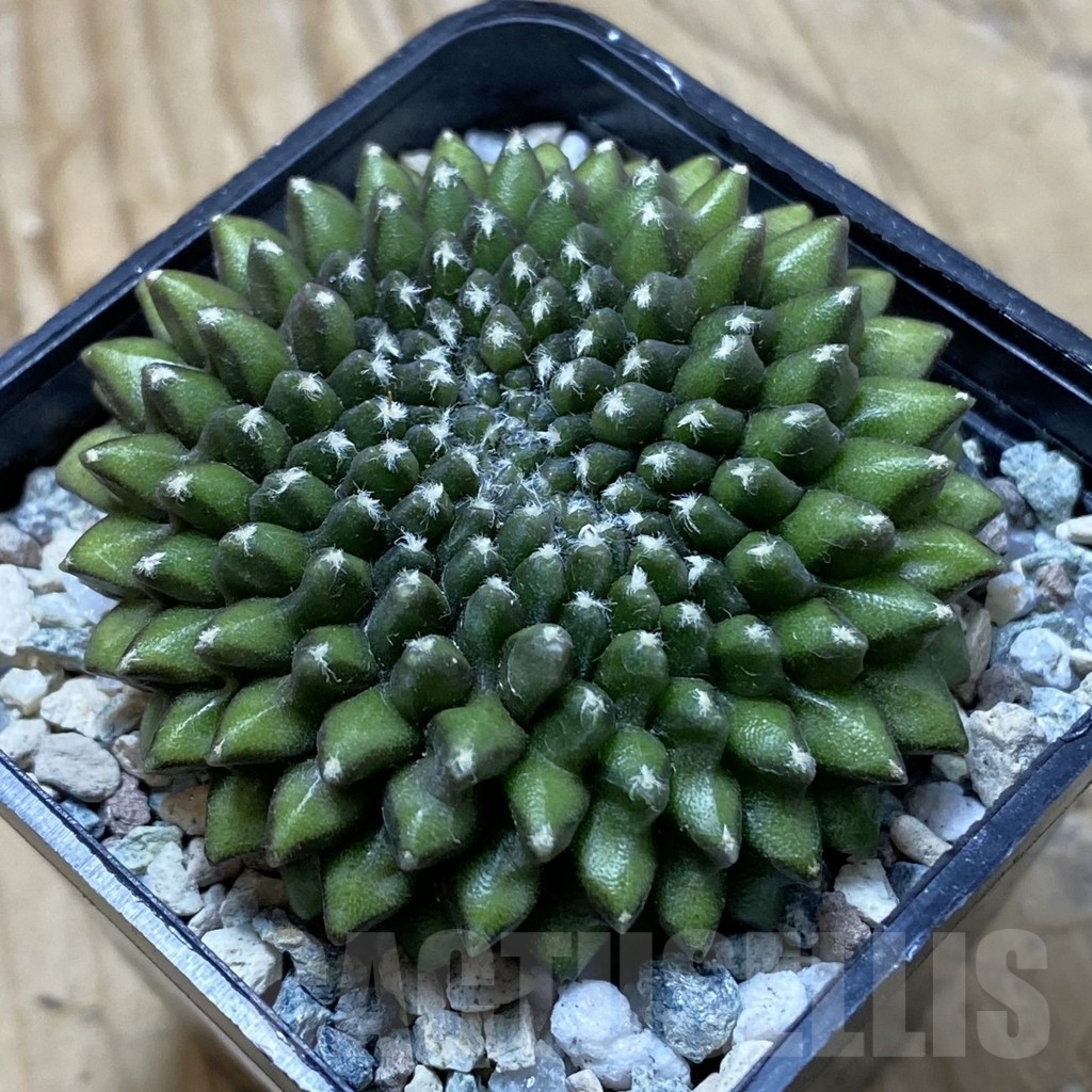 SH22285 Gymnocalycium mihanovichii ‘inermis’