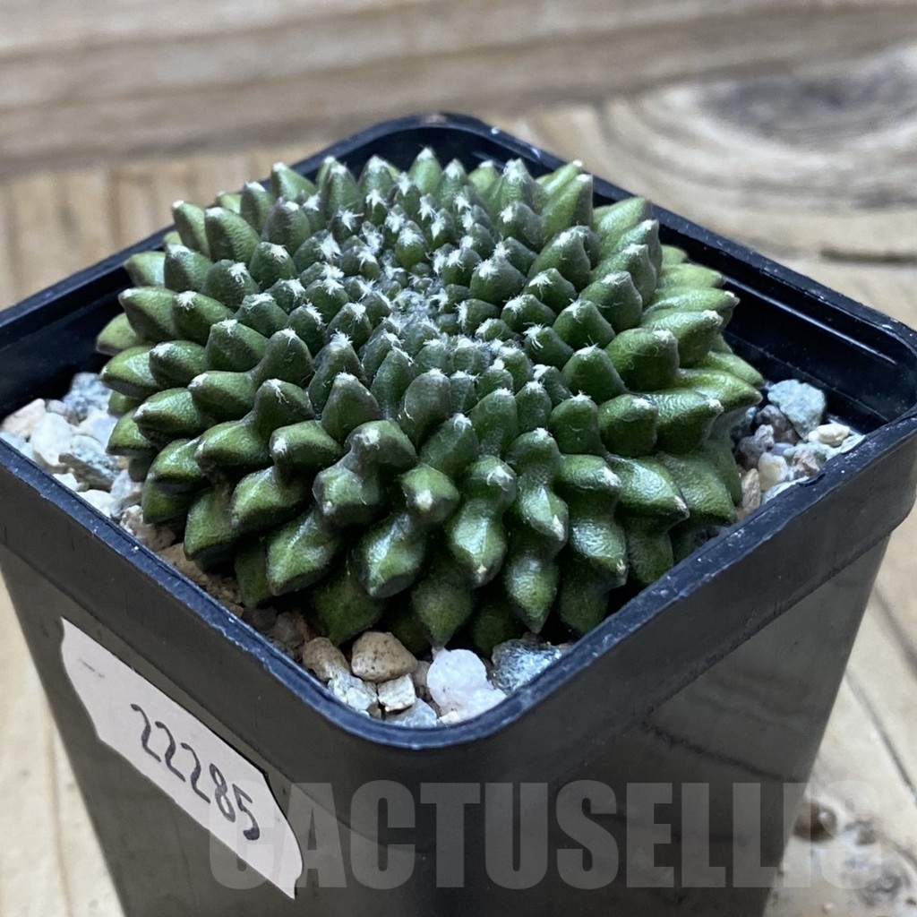 SH22285 Gymnocalycium mihanovichii ‘inermis’ - immagine 2