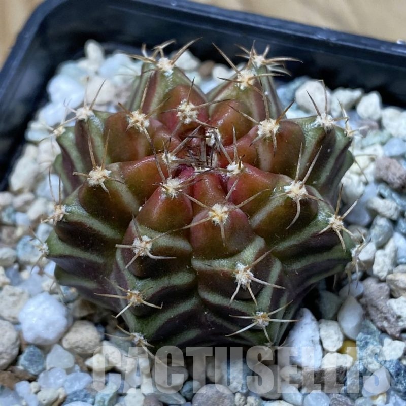 SH22286 Gymnocalycium mihanovichii ‘Neon’ hybrid