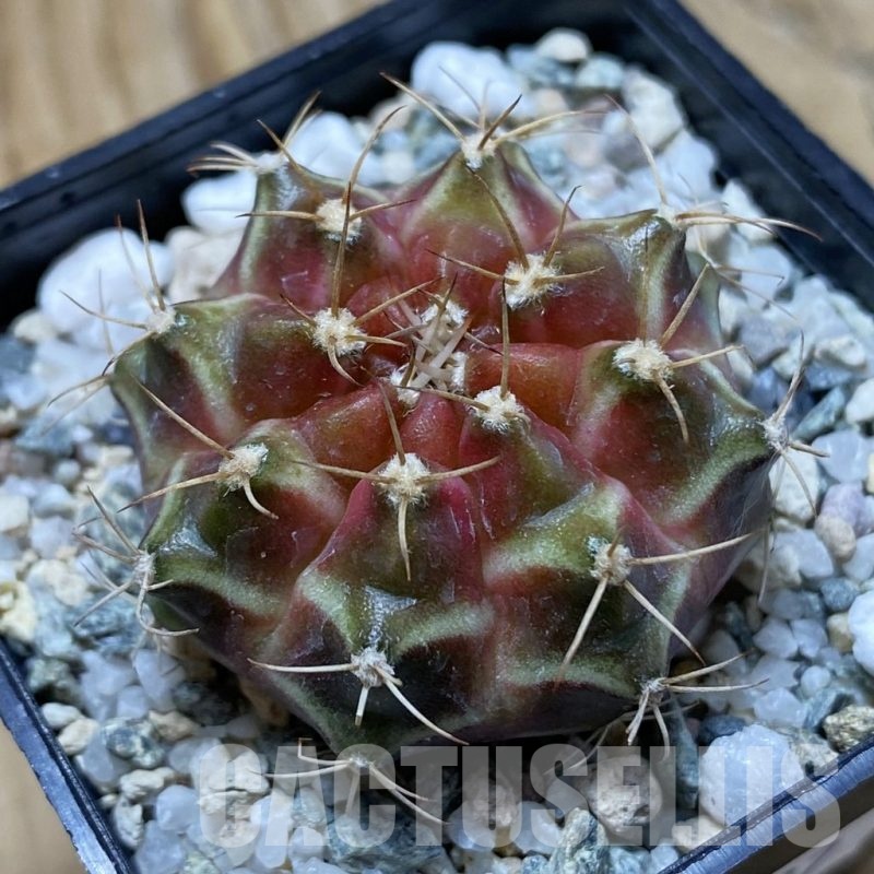 SH22287 Gymnocalycium mihanovichii ‘Neon’ hybrid
