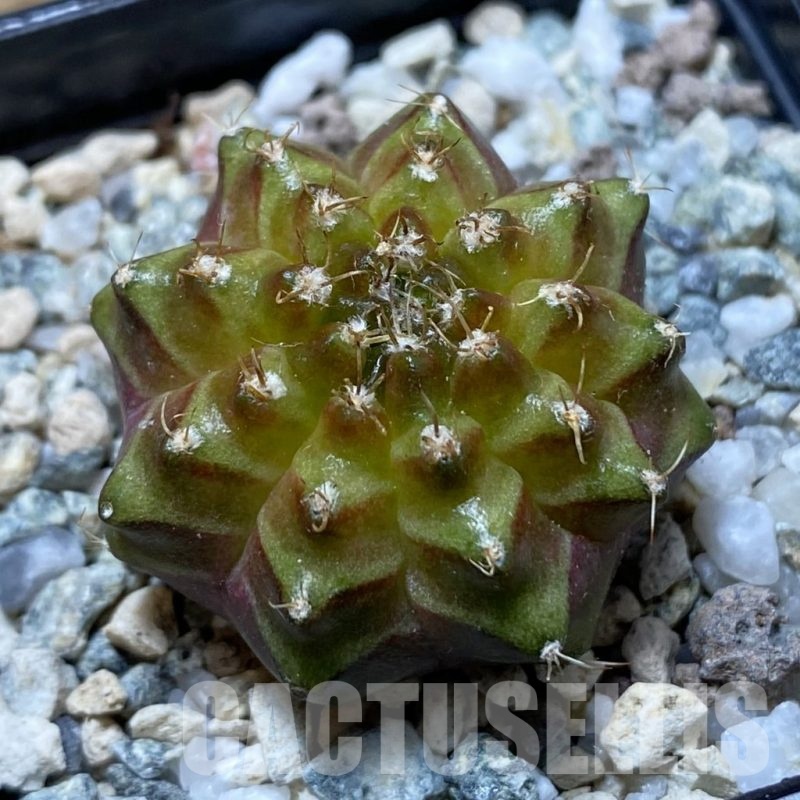 SH22288 Gymnocalycium mihanovichii ‘Neon’ hybrid