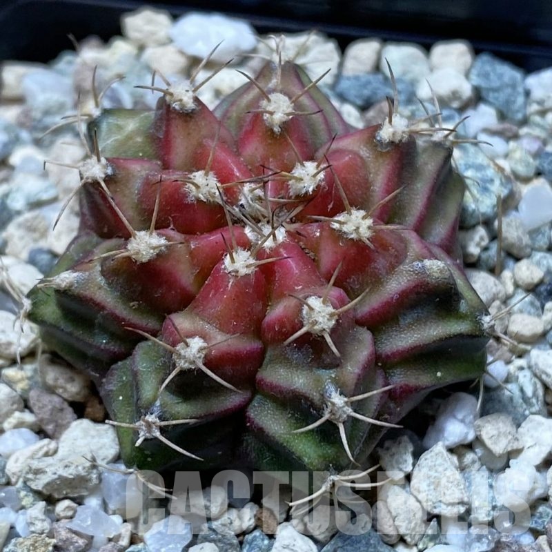 SH22289 Gymnocalycium mihanovichii ‘Neon’ hybrid