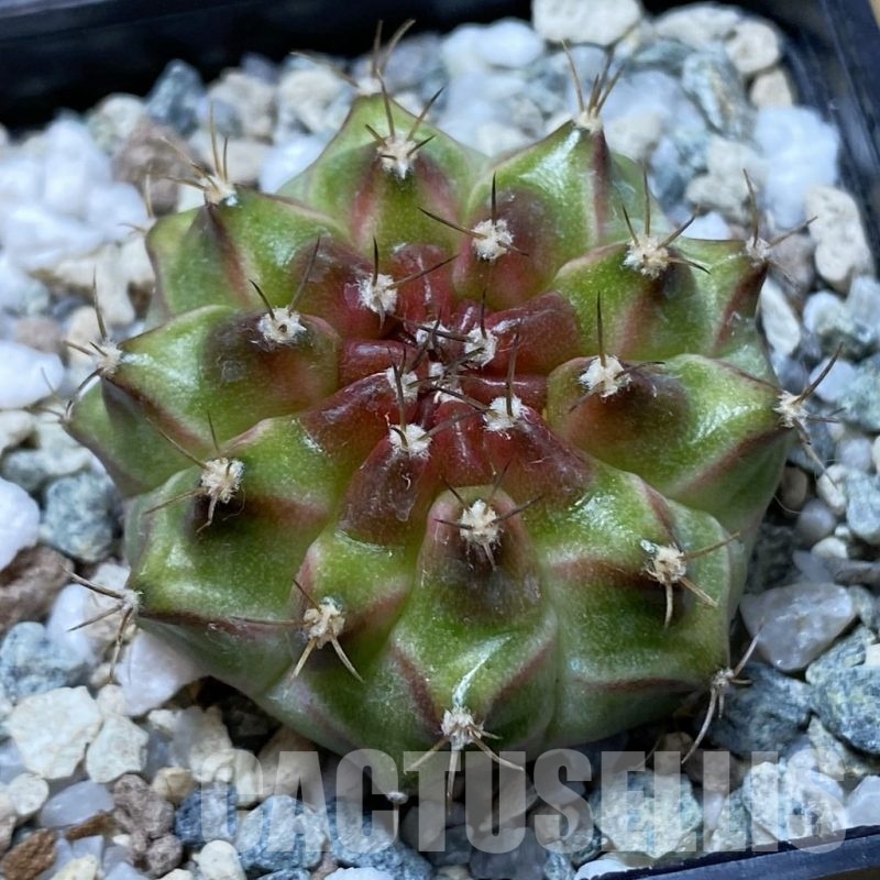 SH22290 Gymnocalycium mihanovichii ‘Neon’ hybrid