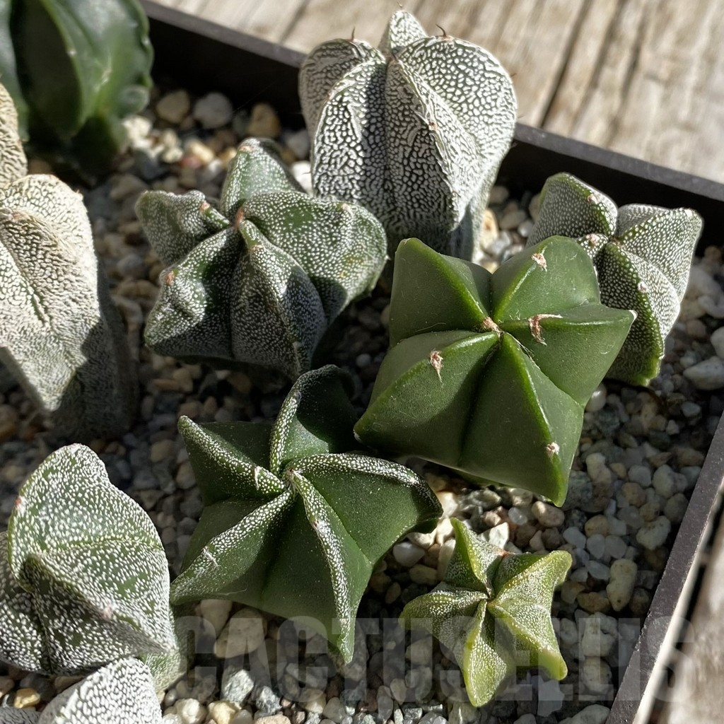 SH22291 Astrophytum myriostigma mix, seedling