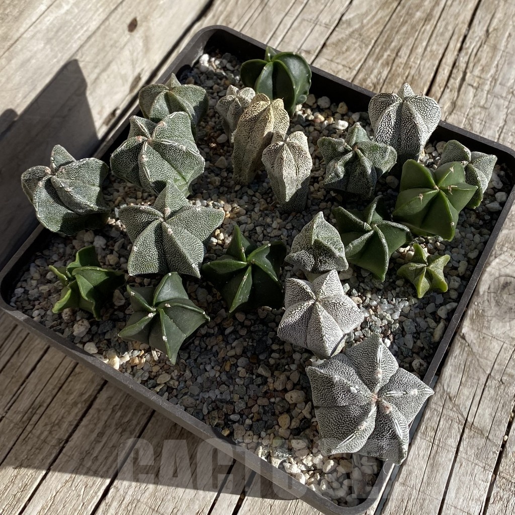 SH22291 Astrophytum myriostigma mix, seedling - Image 2