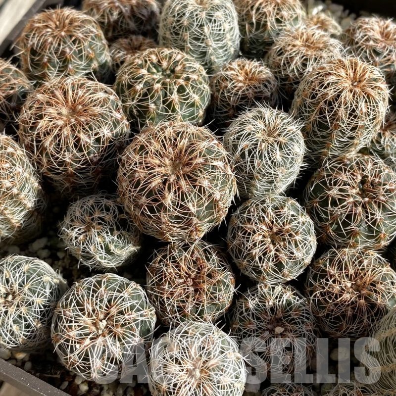 SH22292 Gymnocalycium bruchii mix, seedling