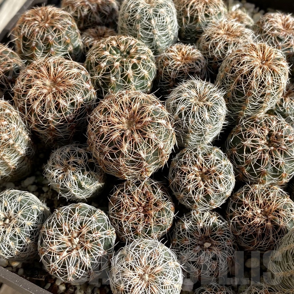 SH22292 Gymnocalycium bruchii mix, seedling