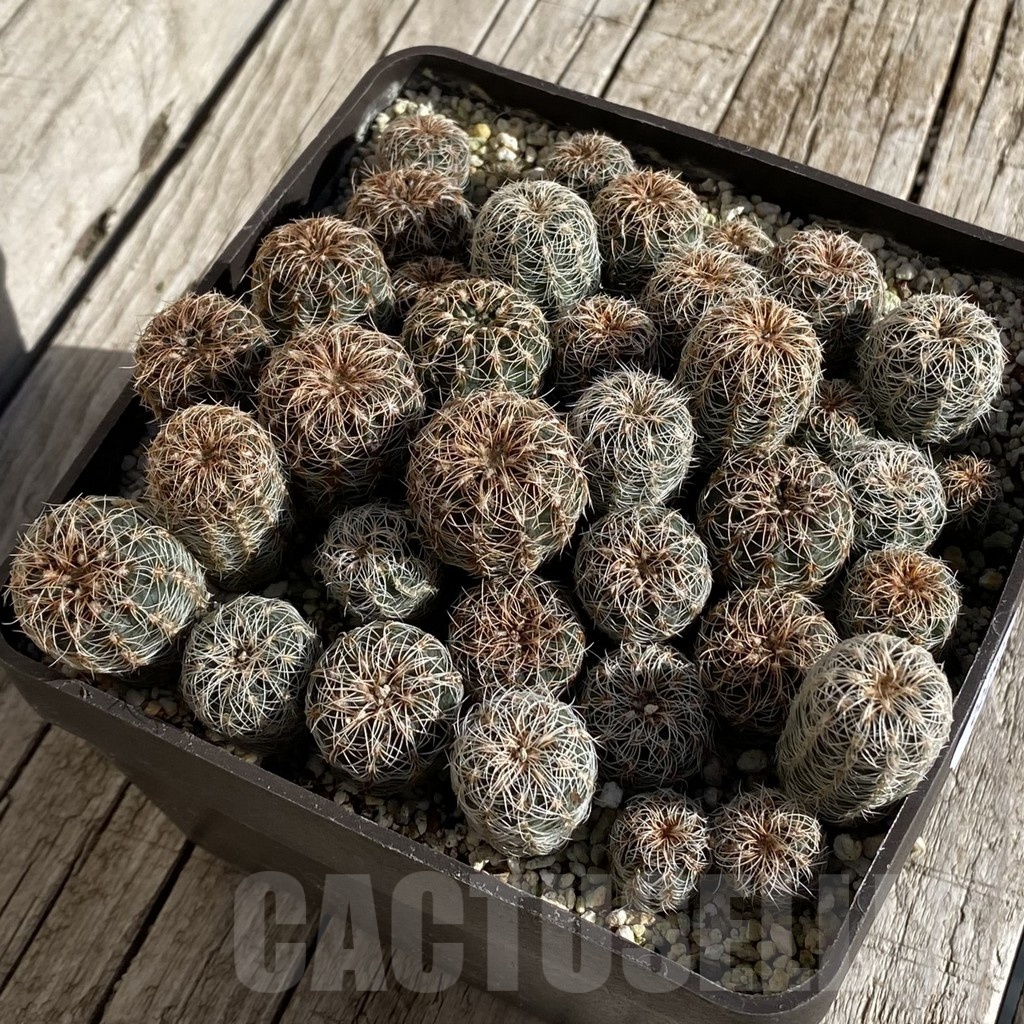 SH22292 Gymnocalycium bruchii mix, seedling - Image 2