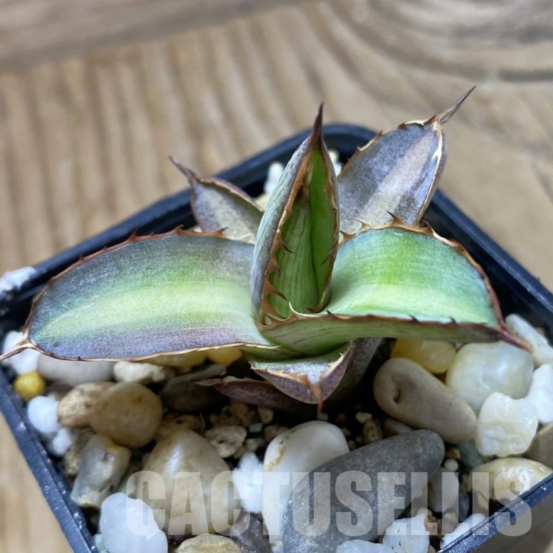 SH22242 Agave lophantha 'Splendida'