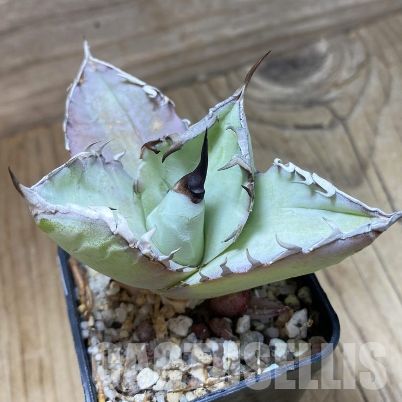 アガベ Agave titanota Hades 129 Agave titanota OAXACA | Buy Now