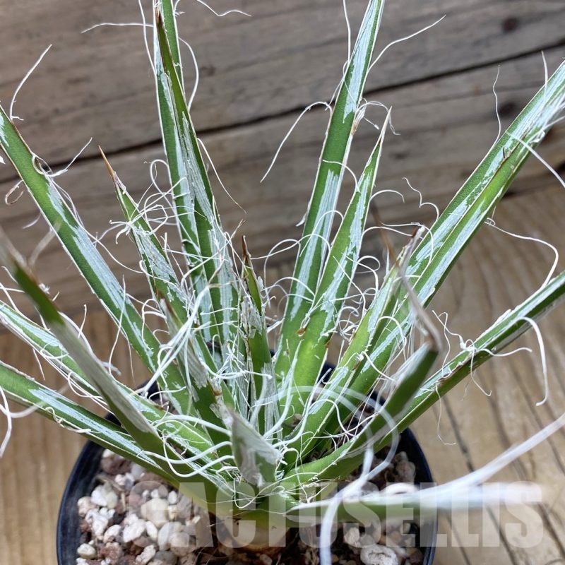 SH22243 Agave toumeyana v. bella
