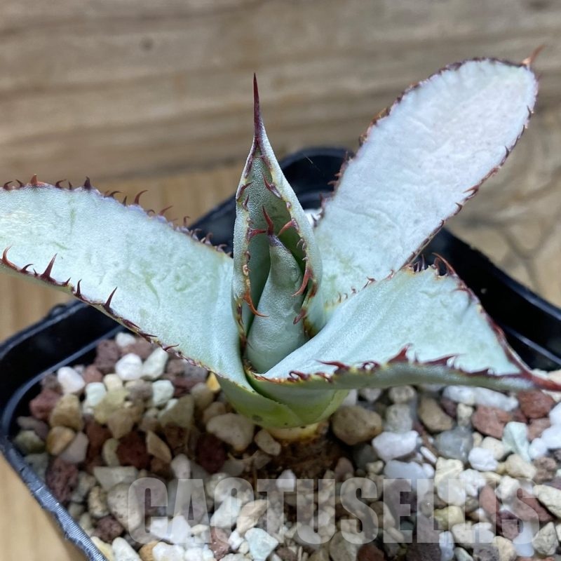 SH22237 Agave guadalajarana 'Leon Paff'