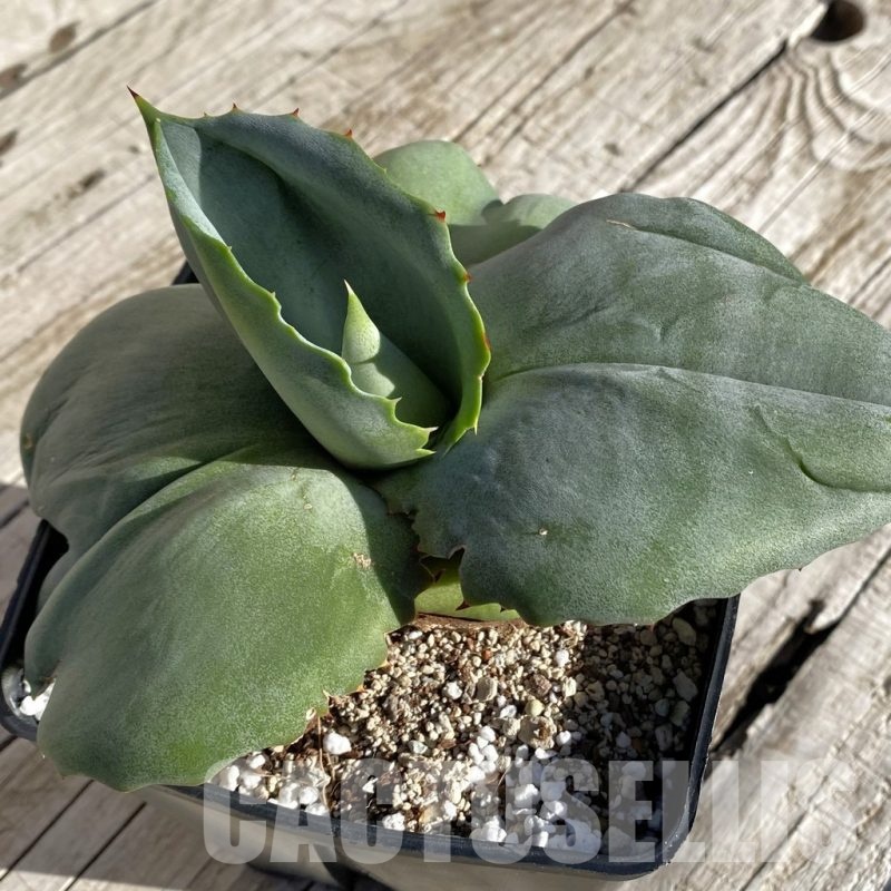 SH22233 Agave marmorata 'Papilio Platanoides'