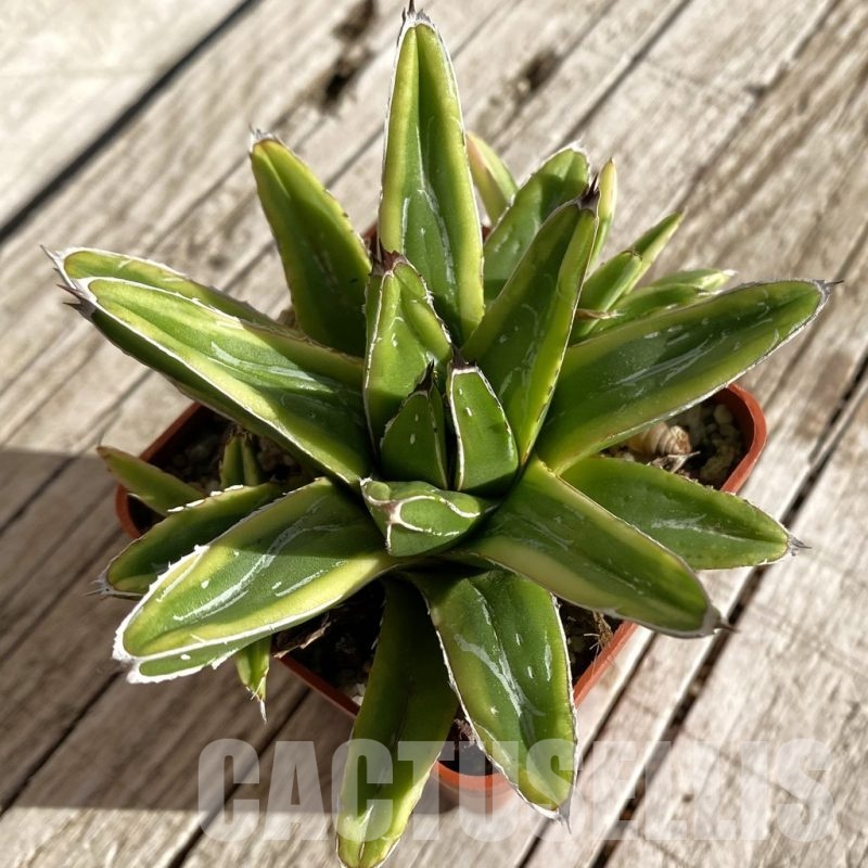 SH22238 Agave victoriae-reginae f. variegata
