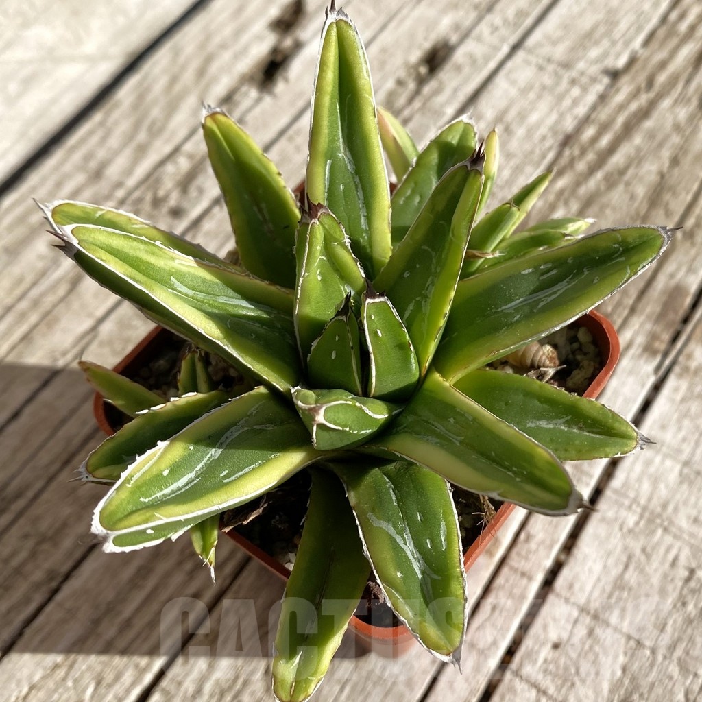 SH22238 Agave victoriae-reginae f. variegata