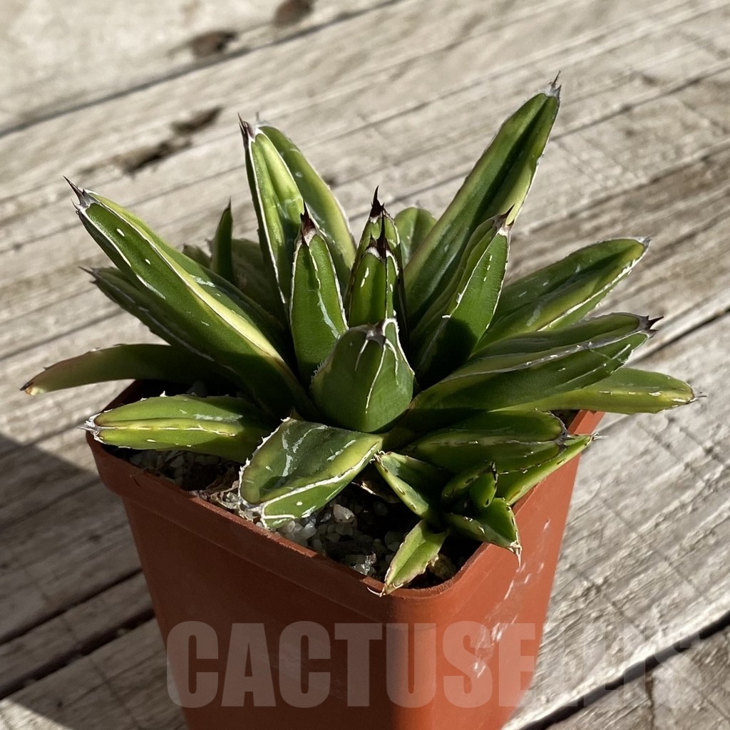 SH22238 Agave victoriae-reginae f. variegata - Image 2