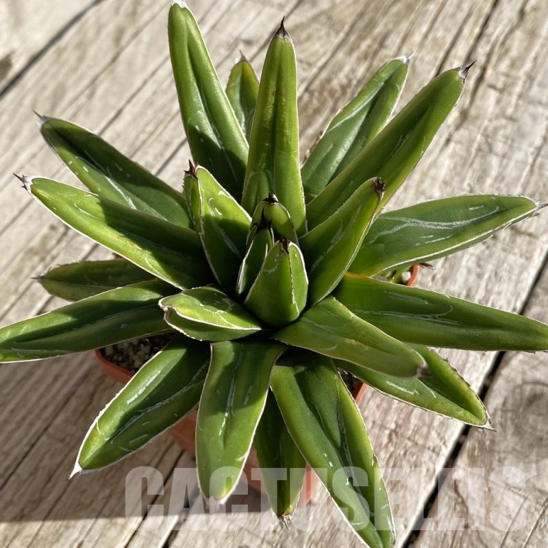 SH22239 Agave victoriae-reginae f. variegata