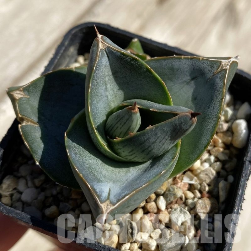 SH22241 Agave pumila