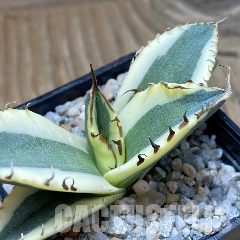 SH22244 Agave titanota f.variegata