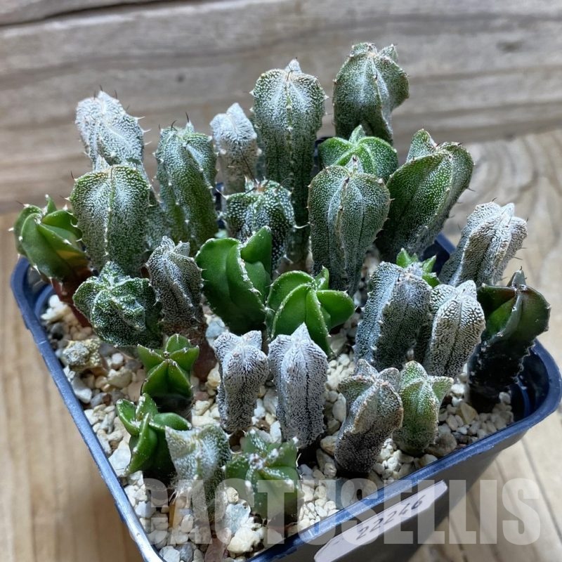 SH22246 Astrophytum myriostigma mix