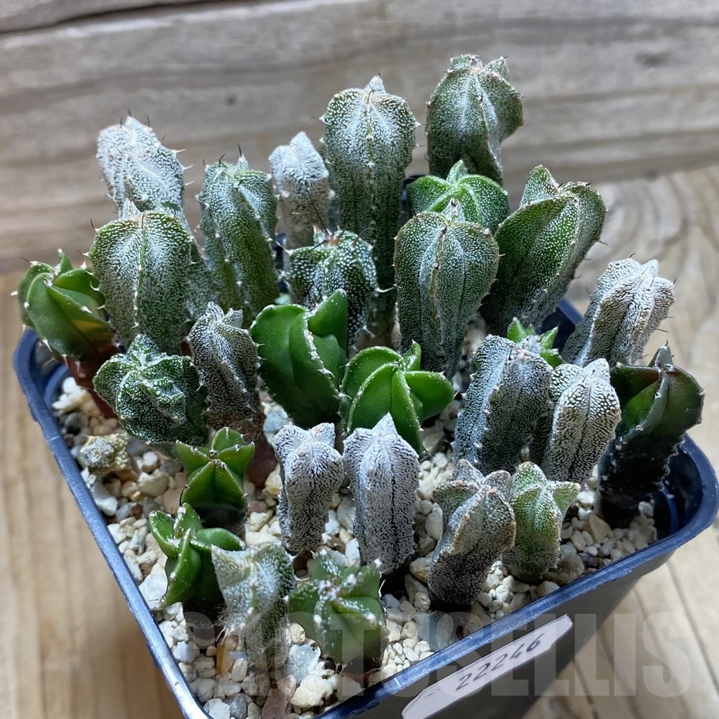 SH22246 Astrophytum myriostigma mix