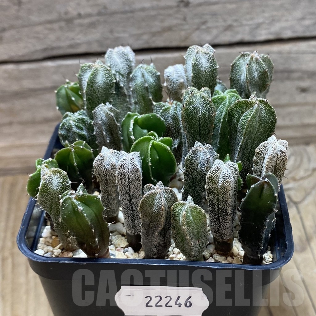 SH22246 Astrophytum myriostigma mix - Image 2