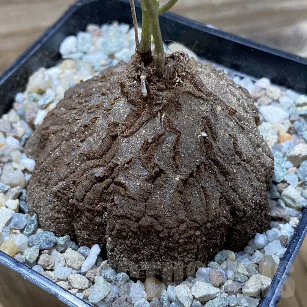 SH22248 Dioscorea sylvatica