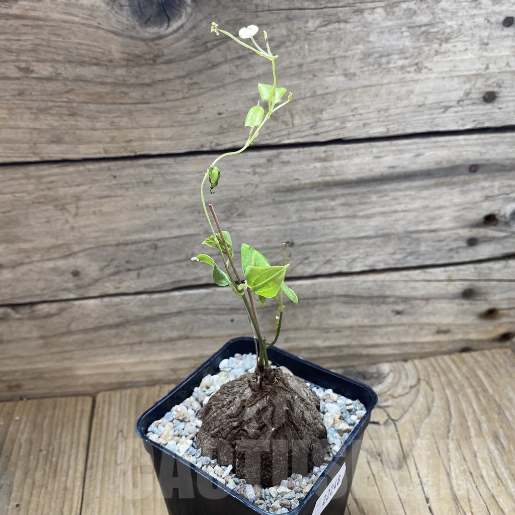 SH22248 Dioscorea sylvatica - Image 2