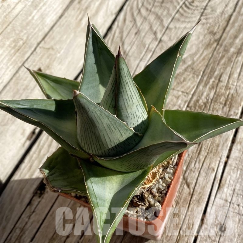 SH22234 Agave pumila