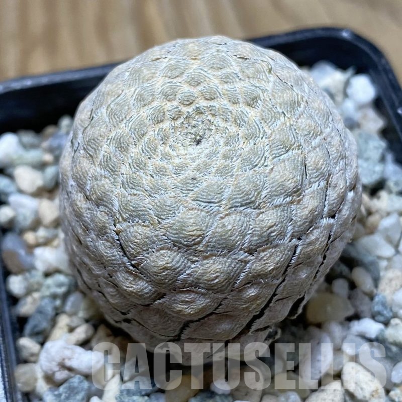 SH22251 Euphorbia piscidermis