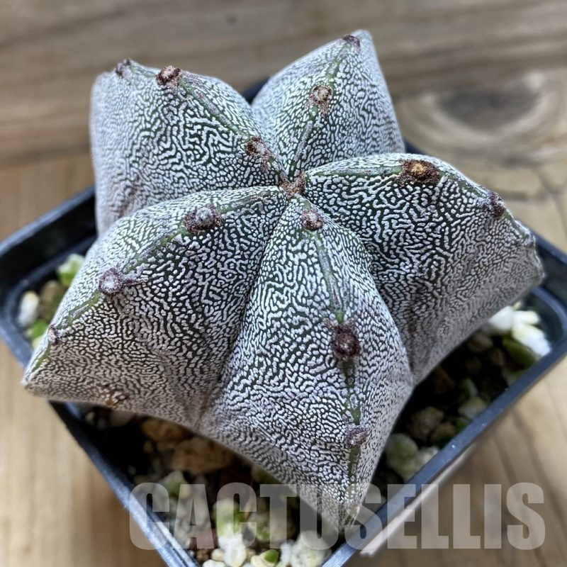 SH22254 Astrophytum myriostigma ‘Onzuka’