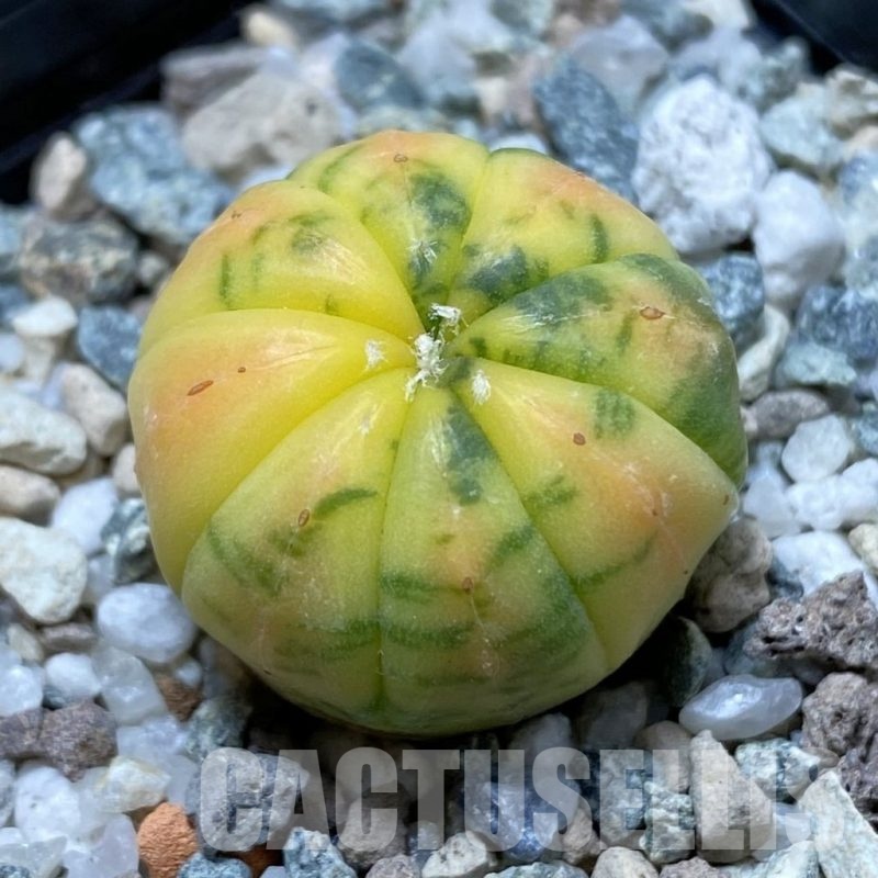 SH22255 Astrophytum asterias f. variegata