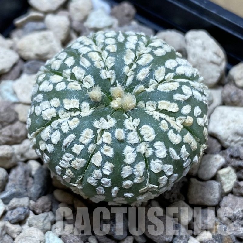 SH22257 Astrophytum asterias ‘Super Kabuto’ hybrid