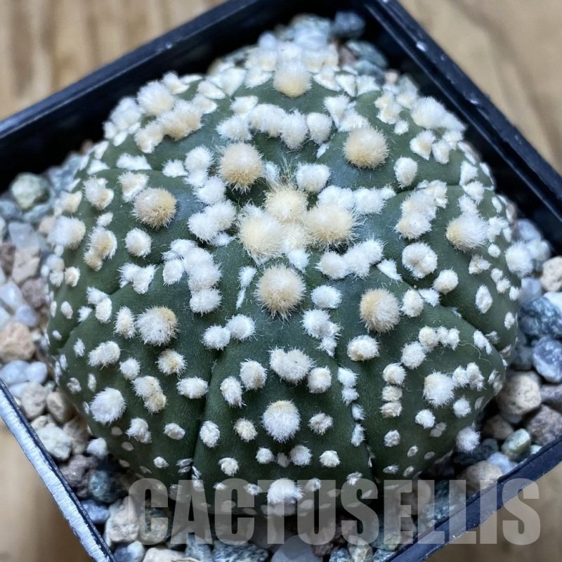 SH22260 Astrophytum asterias ‘Hanazono’