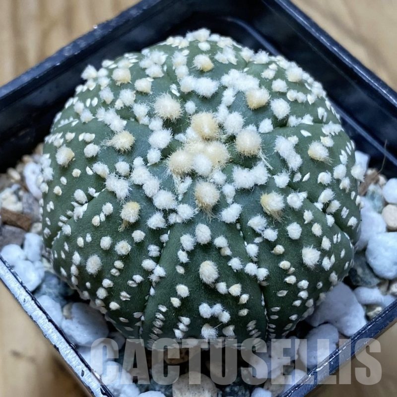 SH22261 Astrophytum asterias ‘Hanazono’