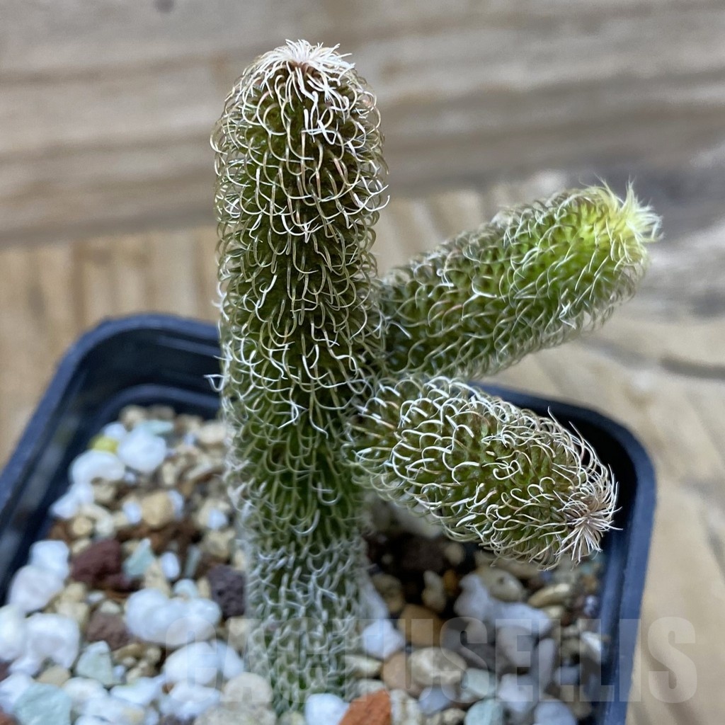 SH22263 Stapelianthus pilosus - Image 2