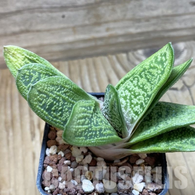 SH22264 Gasteria 'Little Warty'