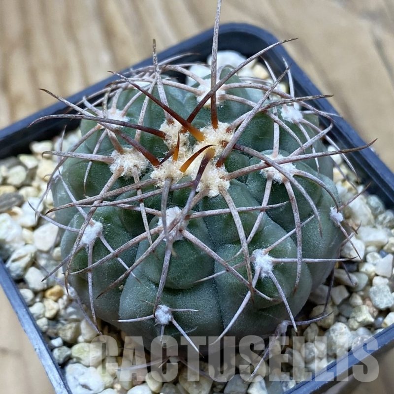 SH22387 Gymnocalycium mazanense P30