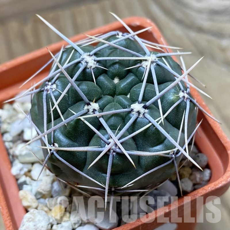 SH22388 Gymnocalycium gibbosum v. ferox