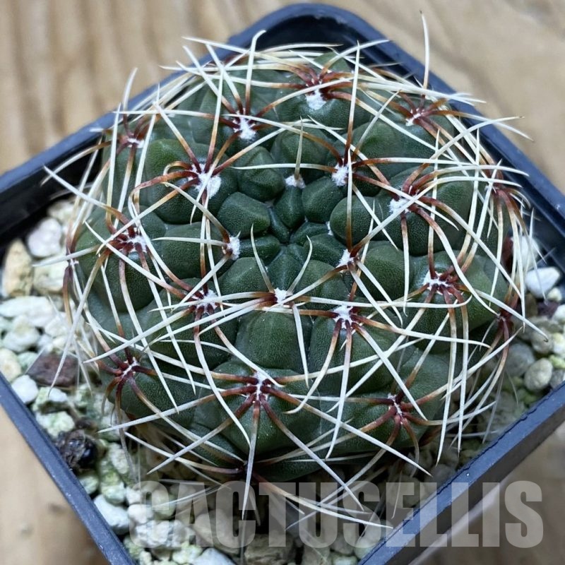 SH22391 Gymnocalycium baldianum