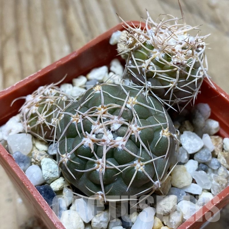 SH22392 Gymnocalycium kroenleinii