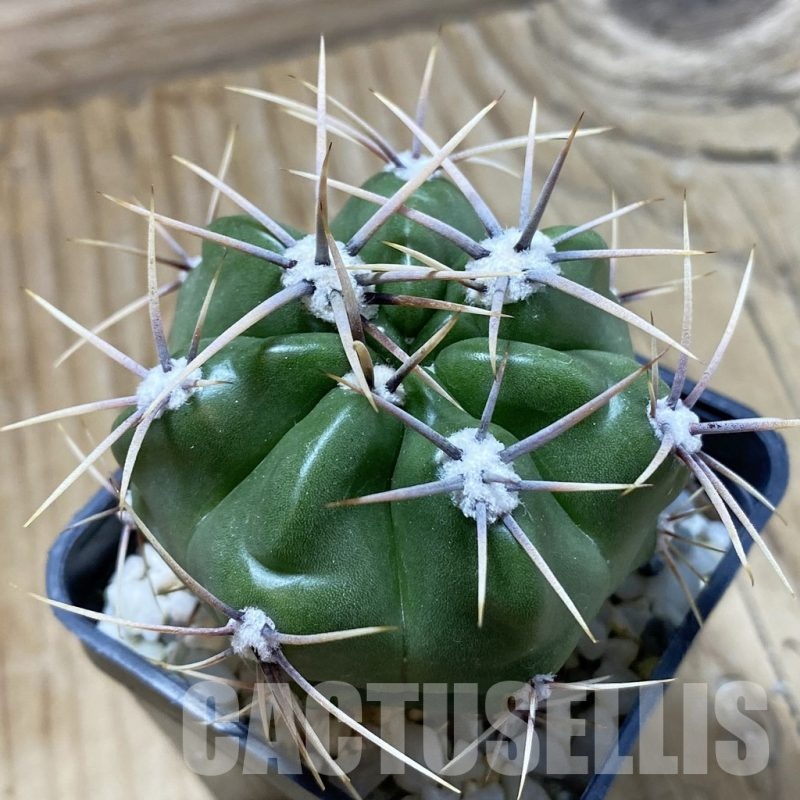 SH22395 Gymnocalycium achirasense v. chacrasense LB 365
