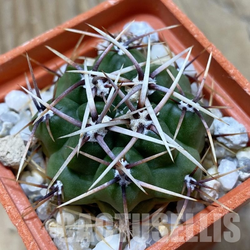 SH22396 Gymnocalycium monvillei ssp. gertrudae VG 1156