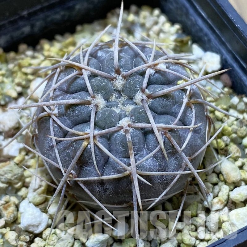 SH22398 Gymnocalycium borthii ssp. nogolense VG 411