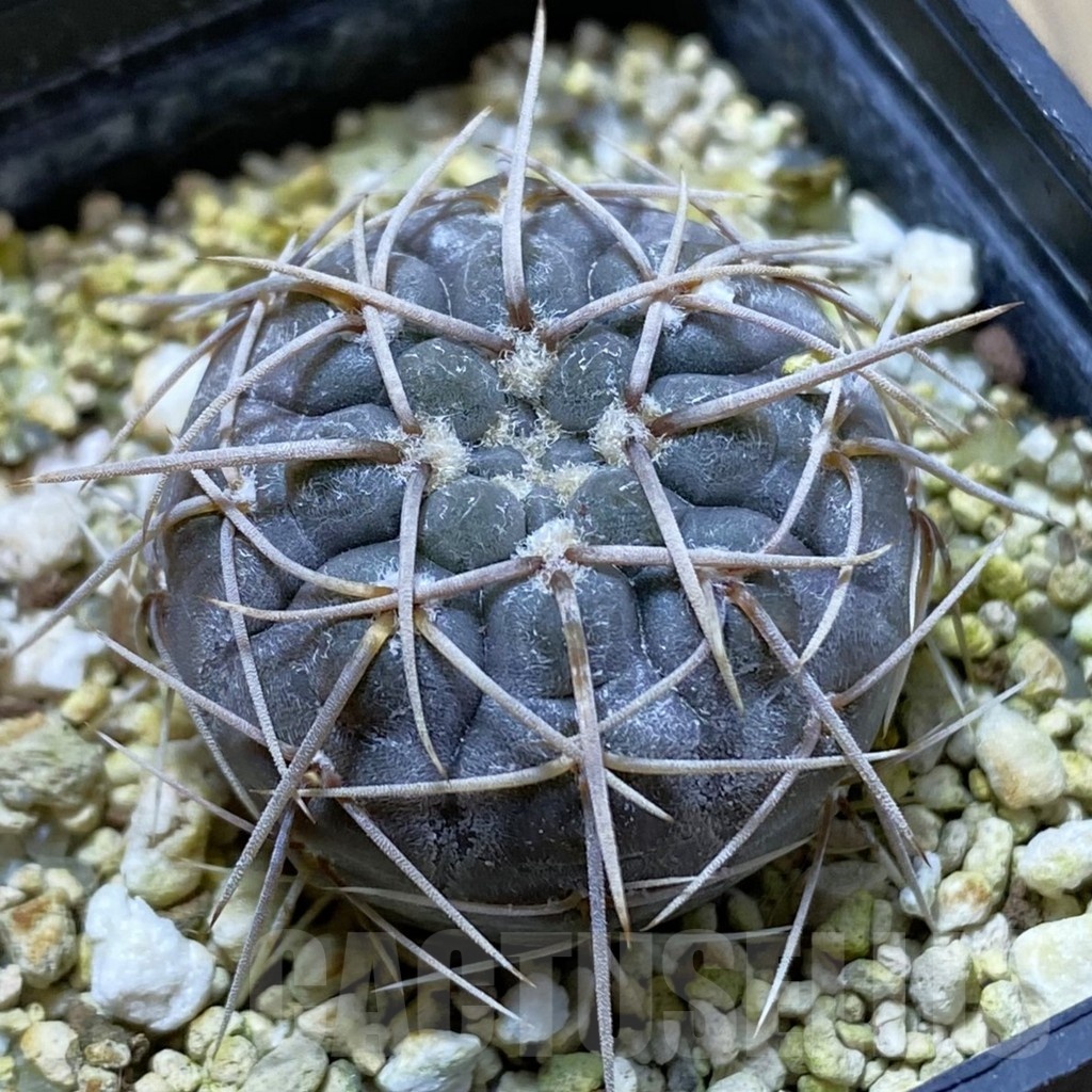 SH22398 Gymnocalycium borthii ssp. nogolense VG 411