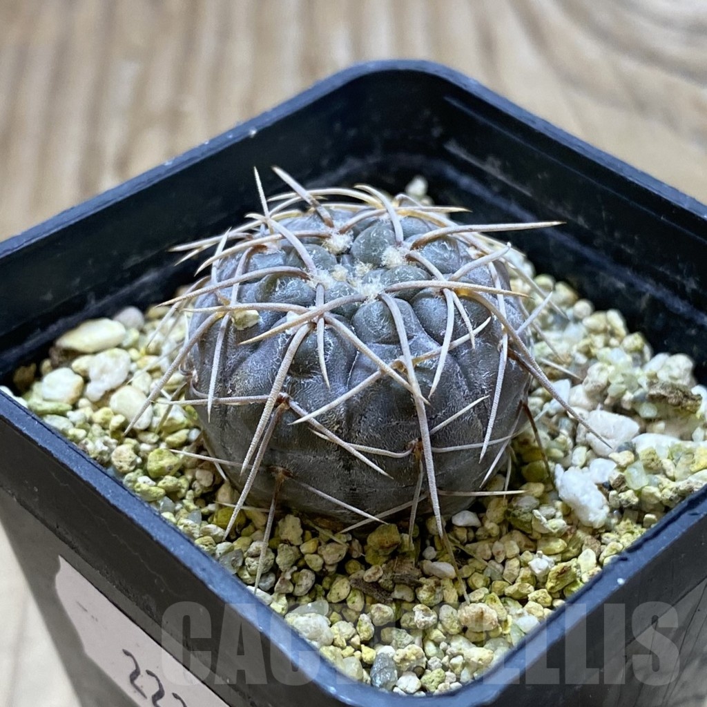SH22398 Gymnocalycium borthii ssp. nogolense VG 411 - Image 2