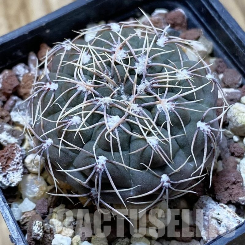 SH22399 Gymnocalycium amerhauseri ssp. altagraciense VG 053