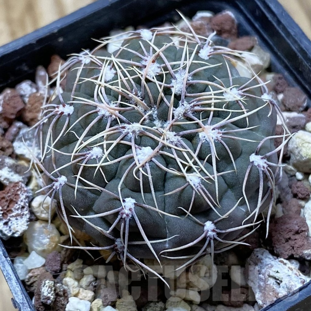 SH22399 Gymnocalycium amerhauseri ssp. altagraciense VG 053