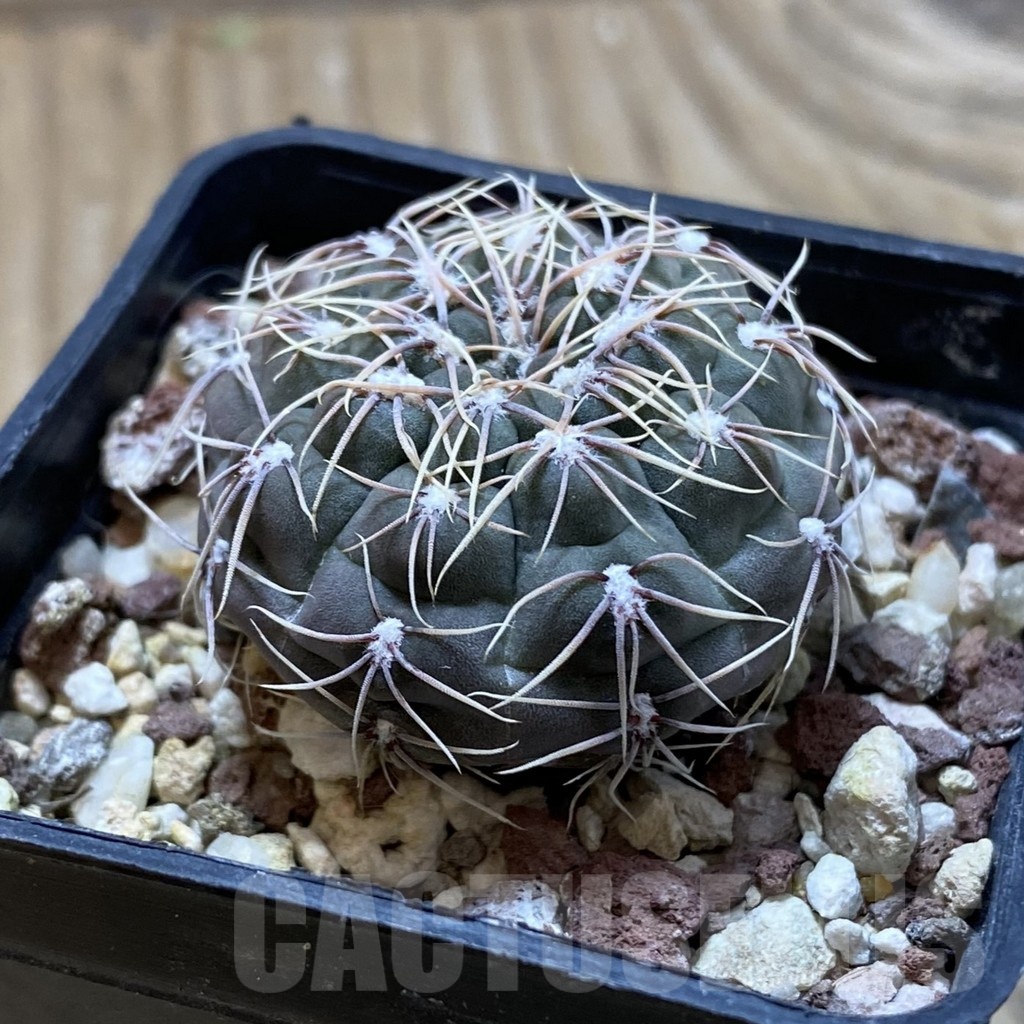 SH22399 Gymnocalycium amerhauseri ssp. altagraciense VG 053 - Image 2
