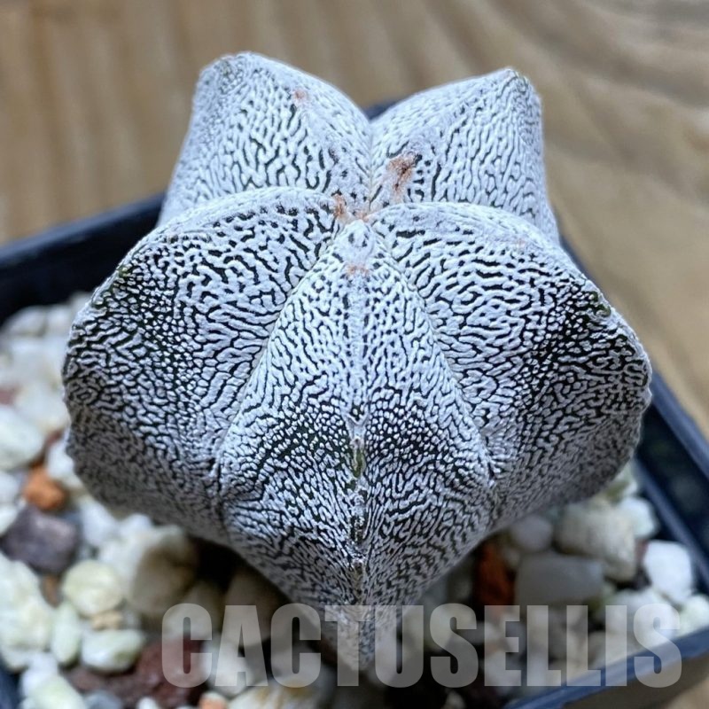 SH22356 Astrophytum myriostigma ‘Onzuka’